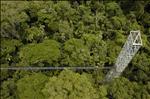 canopy walkways